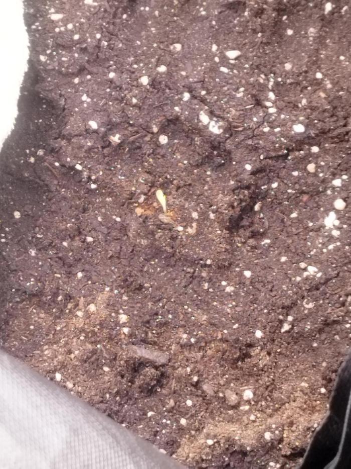 exotic seed photo. Week 0