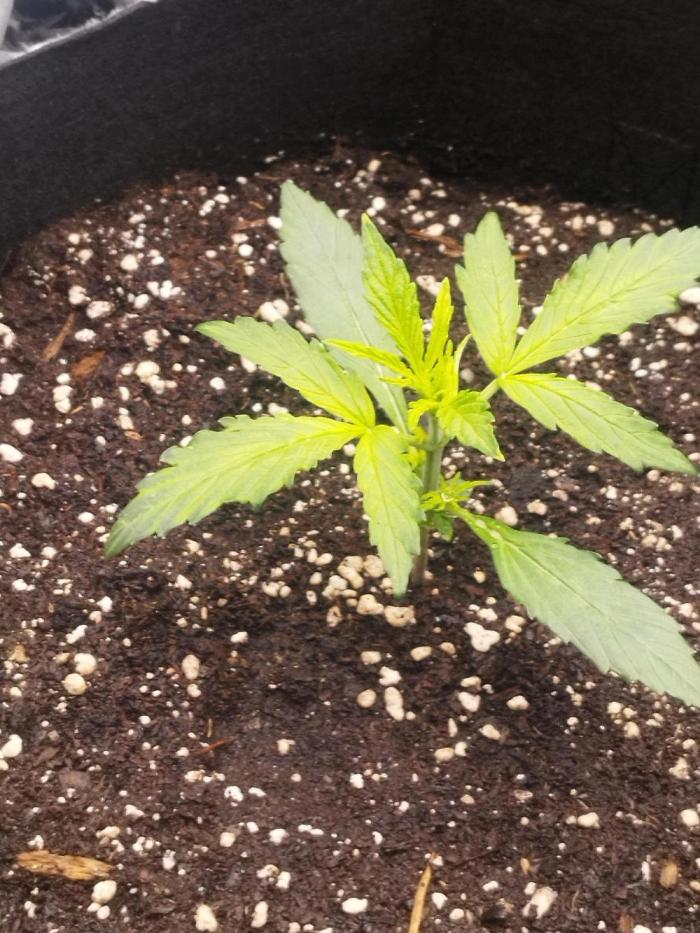 1. fast Buds Auto. Week 1 - Sieht etwas hellgrün aus , ich will ihr noch keine Dünger Zusätze geben.