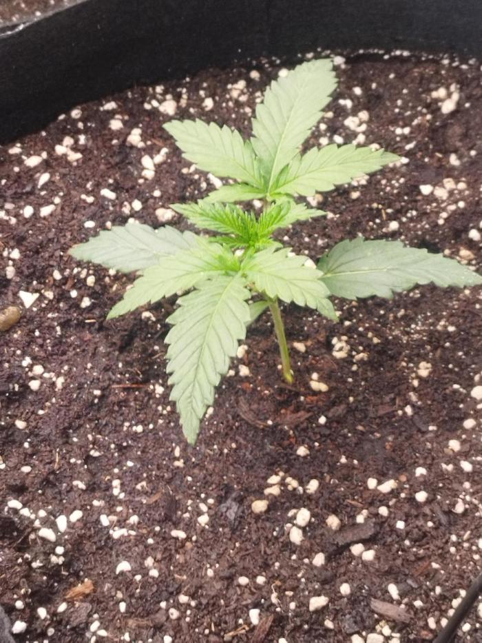 exotic seed photo. Week 1 - Sieht sehr gut aus