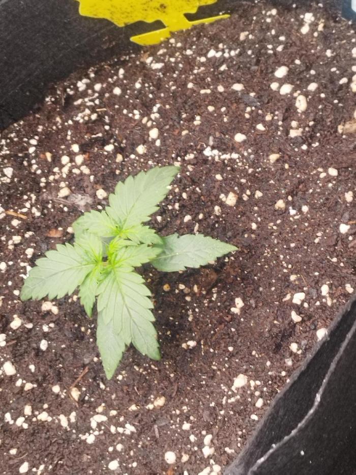 1. Ganja Farmer Auto. Week 1 - Sie wächst und gedeiht 