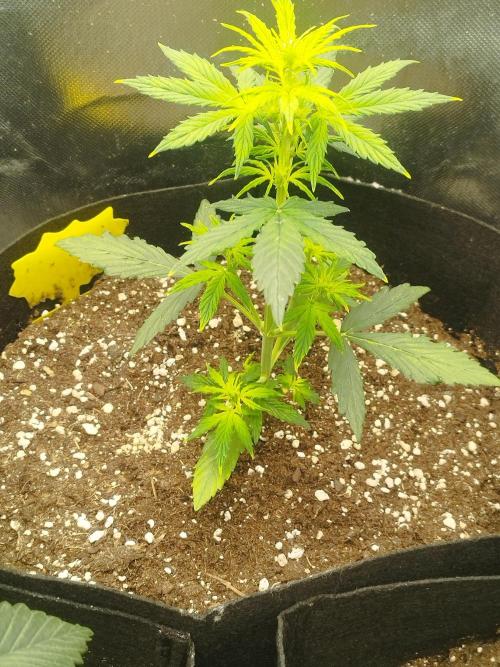 Green Crack Auto. Week 2