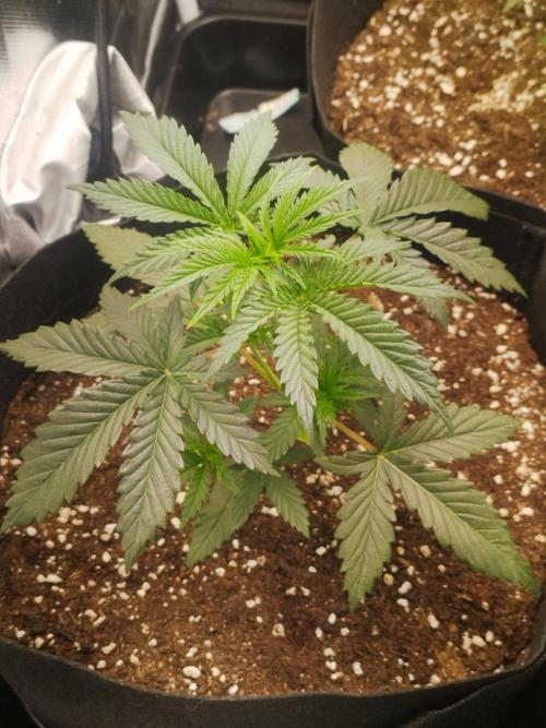 Malawi White Truffle. Week 2