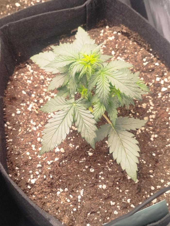 1. Ganja Farmer Auto. Week 2 - Etwas kleiner wie meine anderen beiden Pflanzen aber topfit.