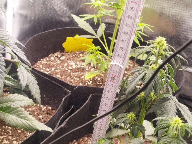 1. Ganja Farmer Auto. Week 3 - Bald beginnt die Blütephase 