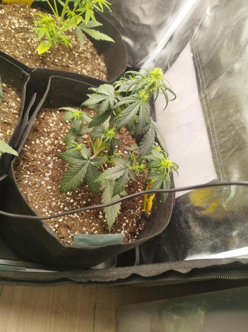 1. Ganja Farmer Auto. Week 3