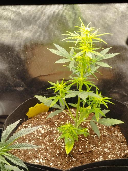 1. fast Buds Auto. Week 3 - sie wächst ordentlich, auch hier zeigt sich langsam die Blüte 