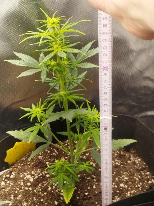 Green Crack Auto. Week 3