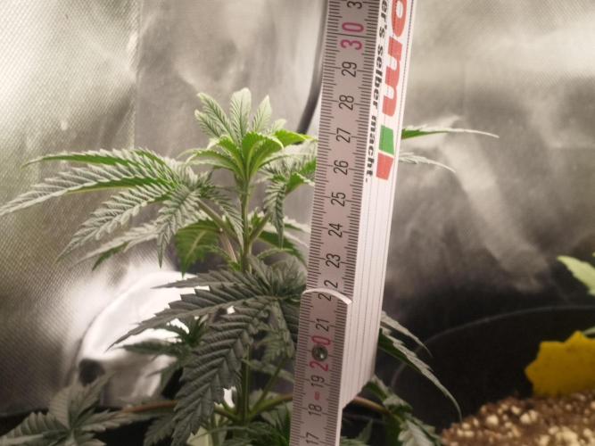 exotic seed photo. Week 3