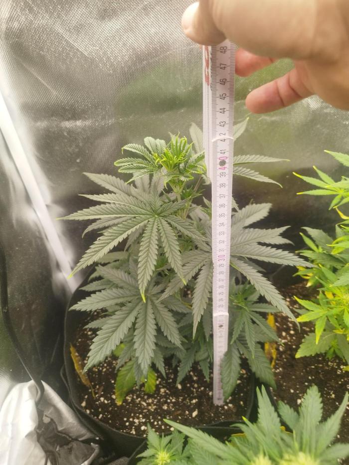 exotic seed photo. Week 4