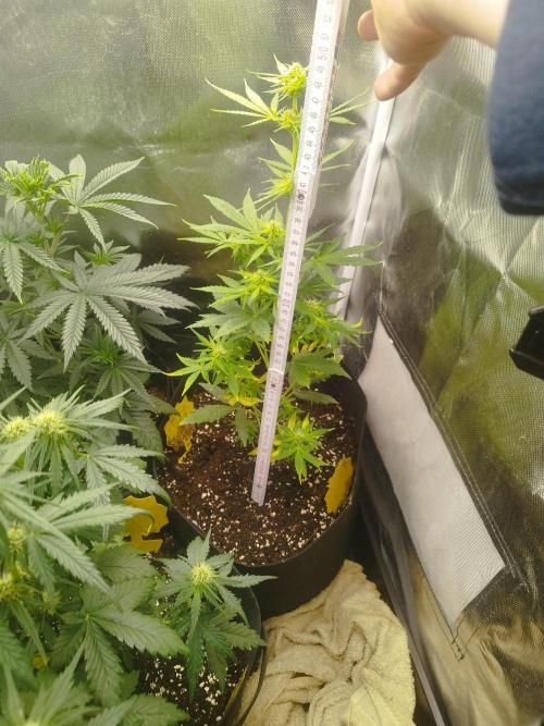 Green Crack Auto. Week 4