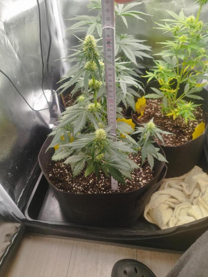 1. Ganja Farmer Auto. Week 4