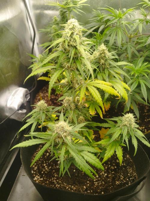 1. Ganja Farmer Auto. Week 6