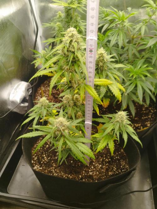 Strawberry Zkittlez Auto. Week 6