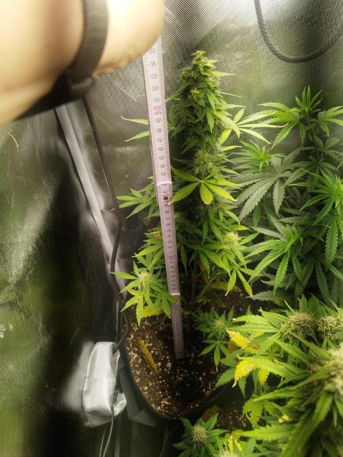 1. fast Buds Auto. Week 6