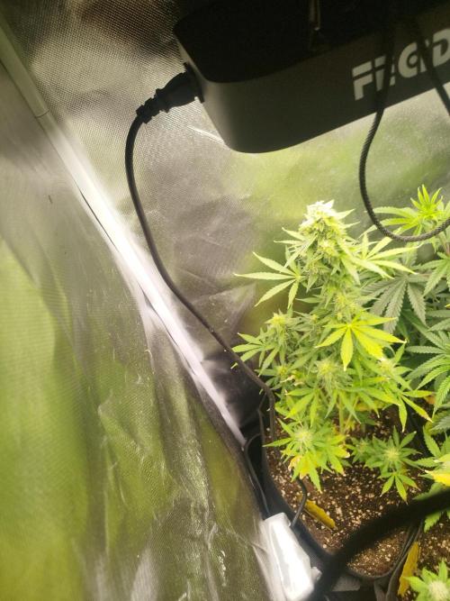 Green Crack Auto. Week 6