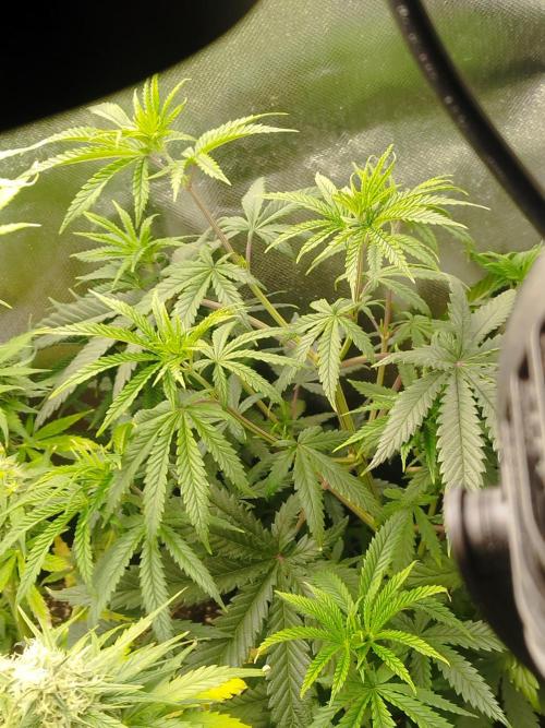 exotic seed photo. Week 6