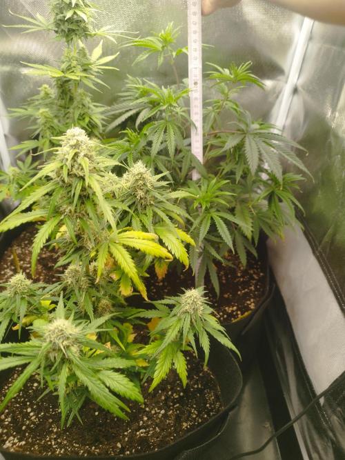 Malawi White Truffle. Week 6