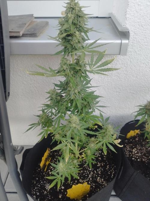 Green Crack Auto. Week 7