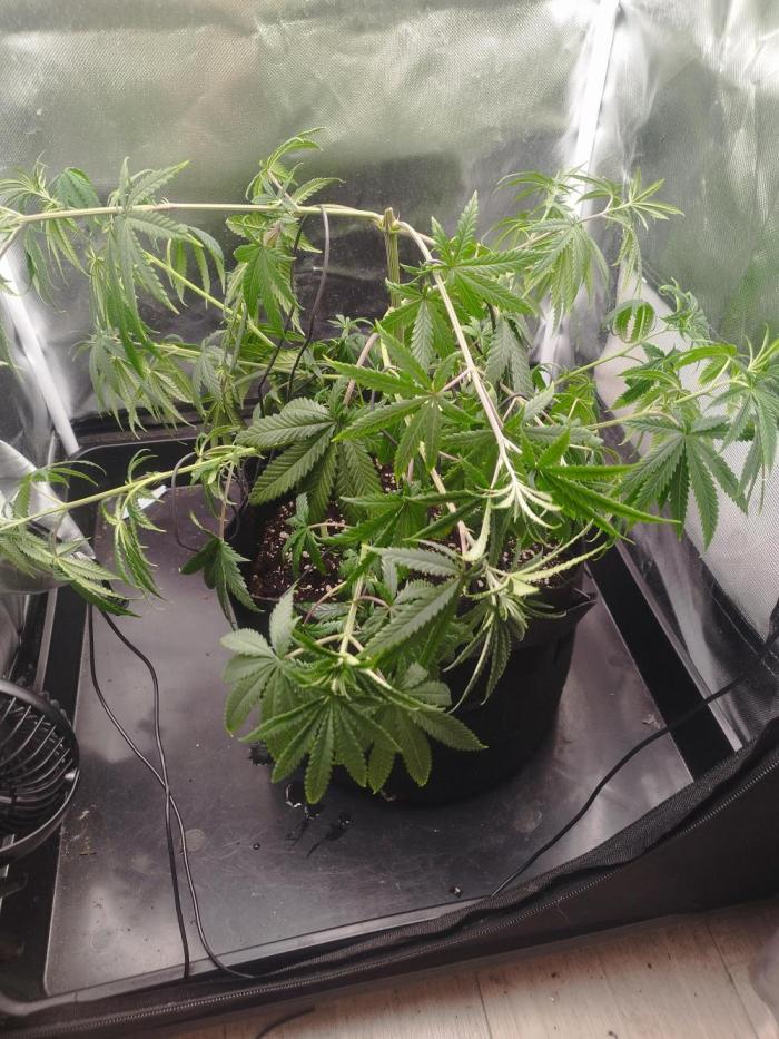 exotic seed photo. Week 7