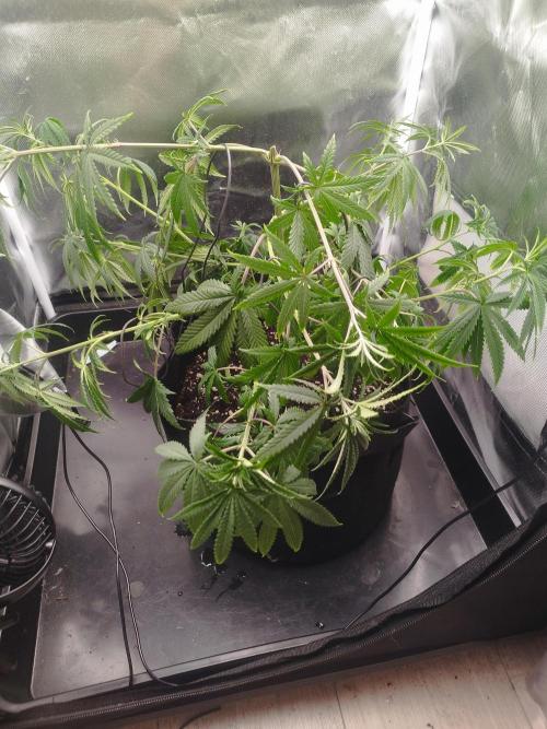Malawi White Truffle. Week 7