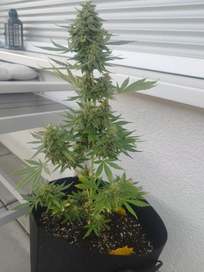1. fast Buds Auto. Week 8 - für mich reicht die Größe der Pflanze aus