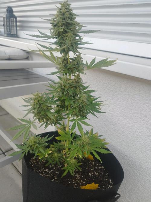 Green Crack Auto. Week 8
