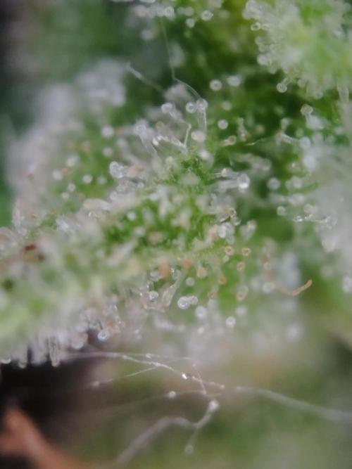 1. fast Buds Auto. Week 9