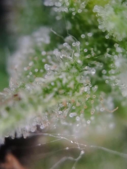 1. fast Buds Auto. Week 9