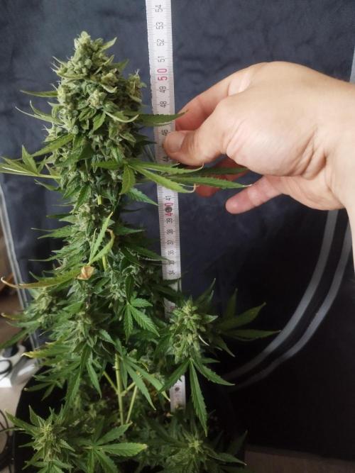 1. fast Buds Auto. Week 9