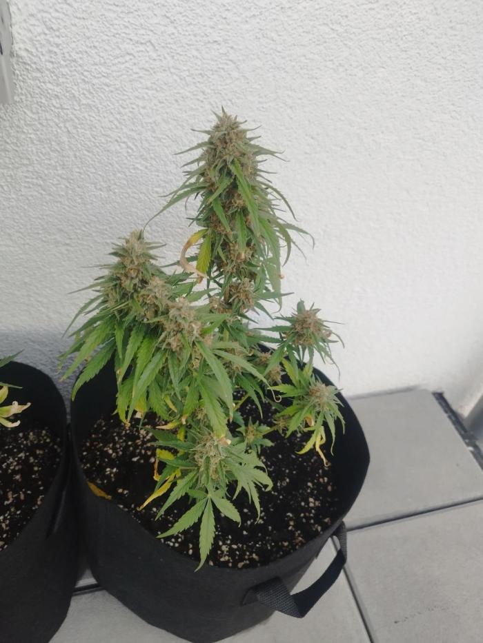 1. Ganja Farmer Auto. Week 8