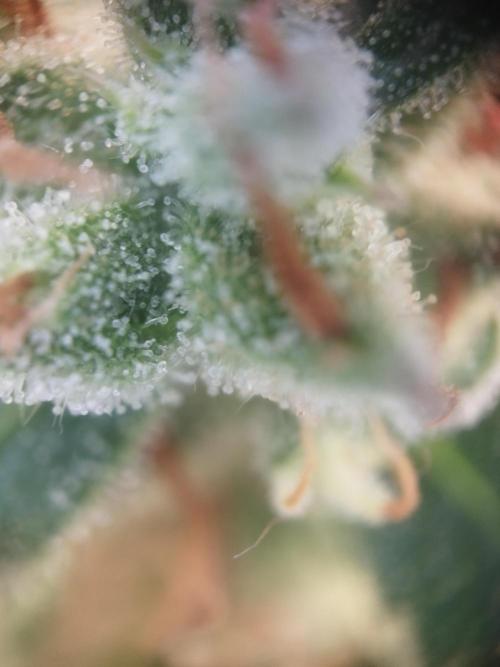 Strawberry Zkittlez Auto. Week 10