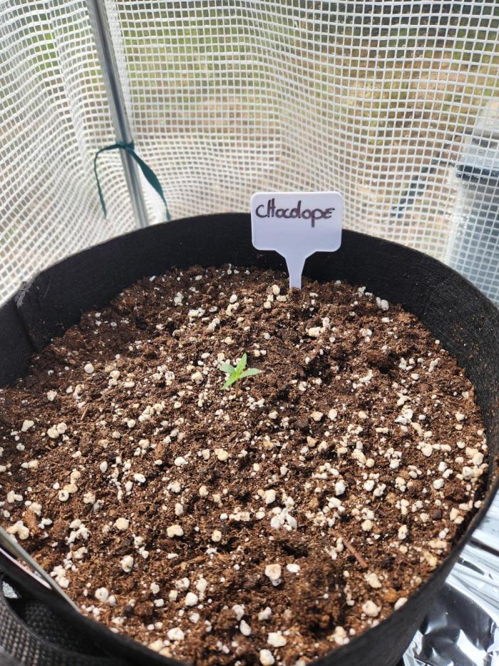 Chocolope auto outdoor. Week 0 - 27/04 mise en terre de la graine
04/05 première semaine passée 