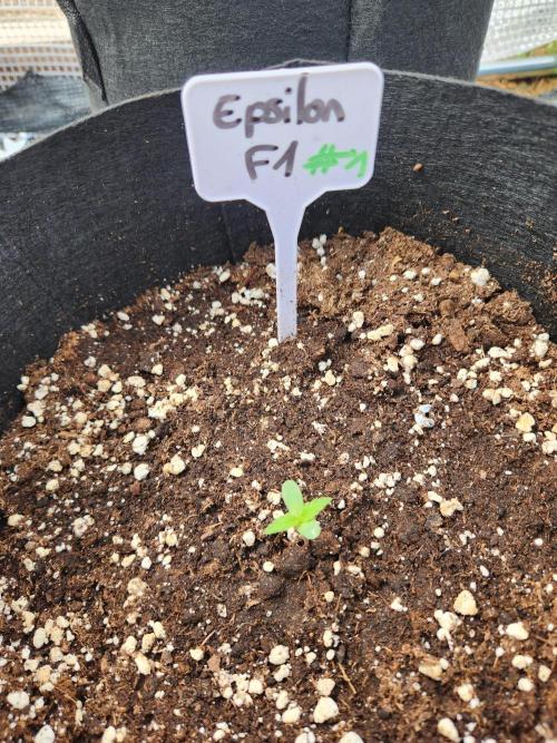 Epsilon F1 auto outdoor. Week 0
