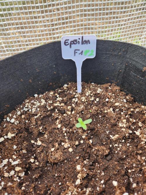 Epsilon F1 auto outdoor. Week 0