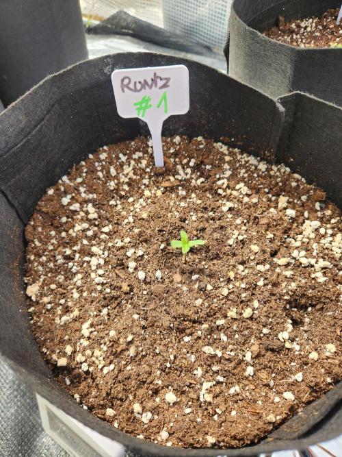 Forbidden runtz XL auto outdoor. Week 0