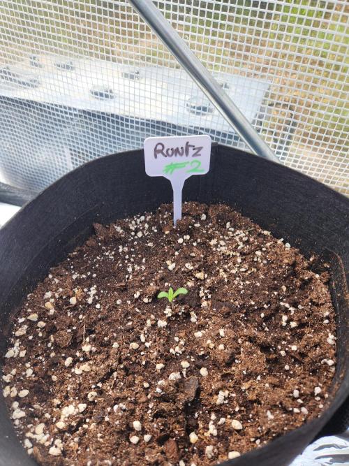 Forbidden runtz XL auto outdoor. Week 0