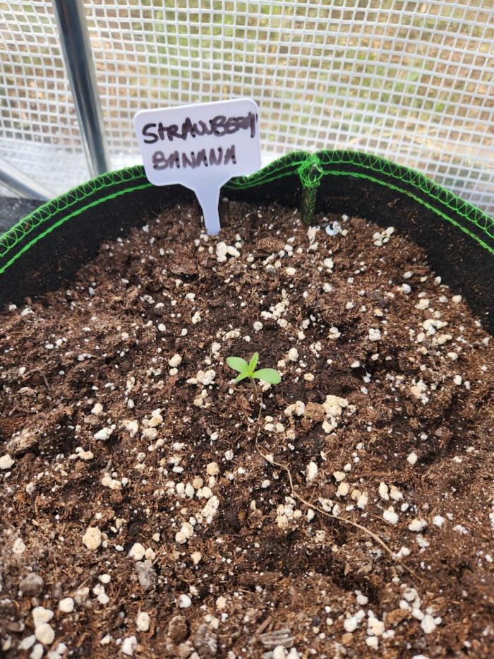 Strawberry banana auto outdoor. Week 0