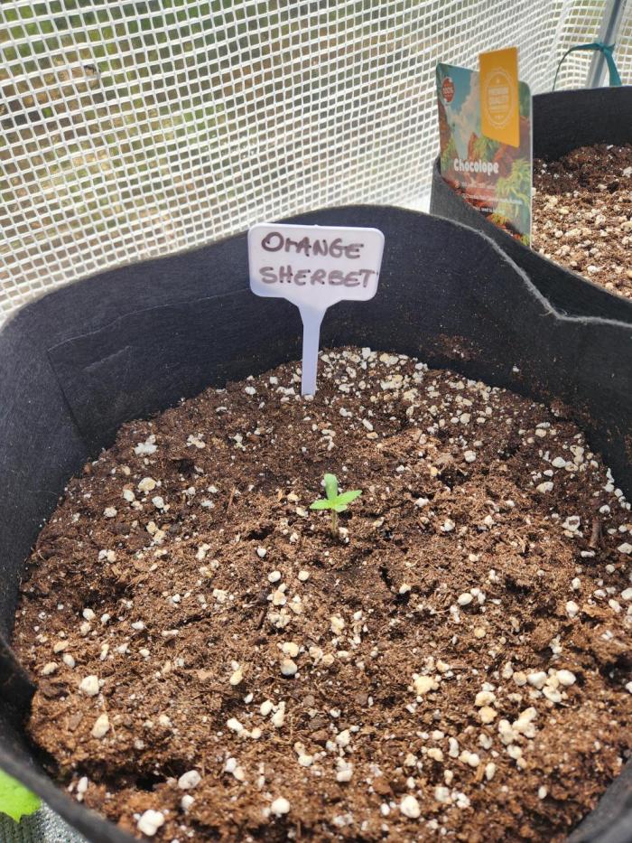 Orange sherbet auto outdoor. Week 0