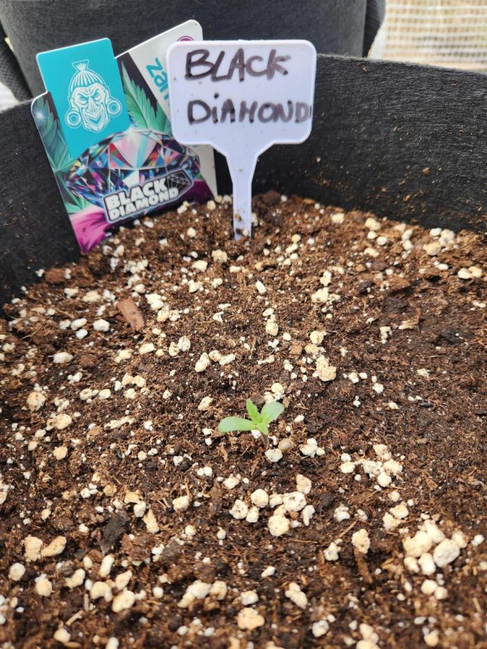 Black diamond auto outdoor. Week 0