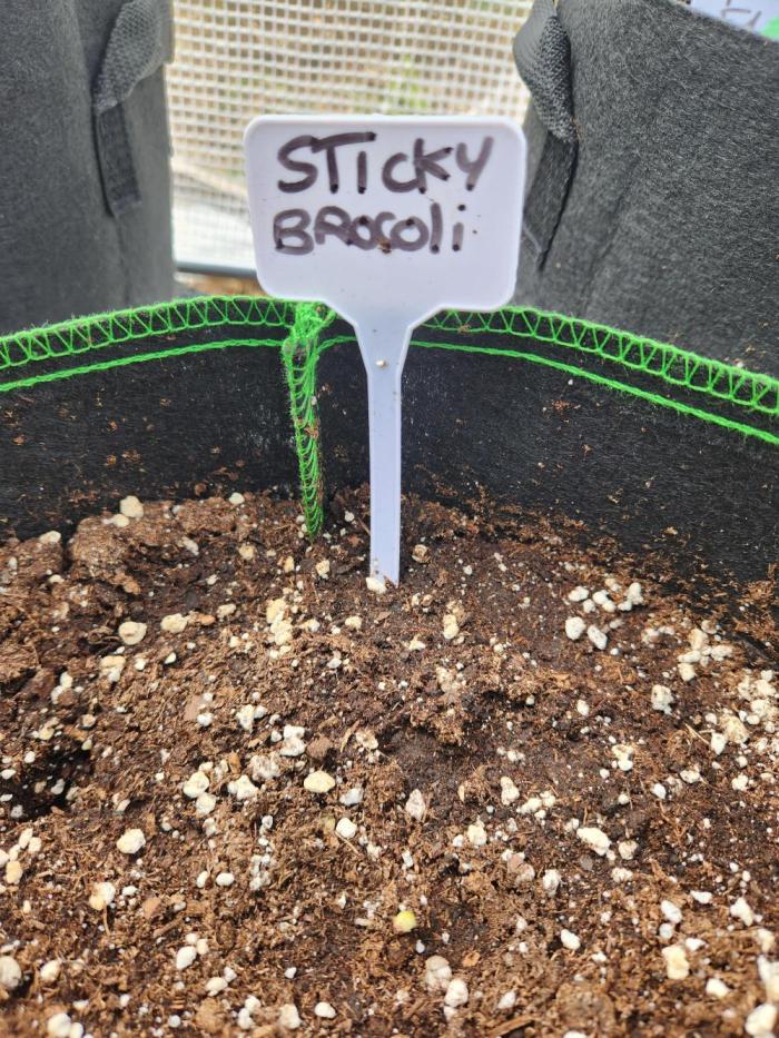 Sticky Broccoli auto outdoor. Week 0