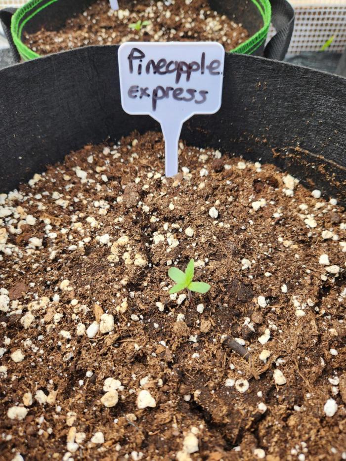Pineapple Express F1 auto outdoor. Week 0