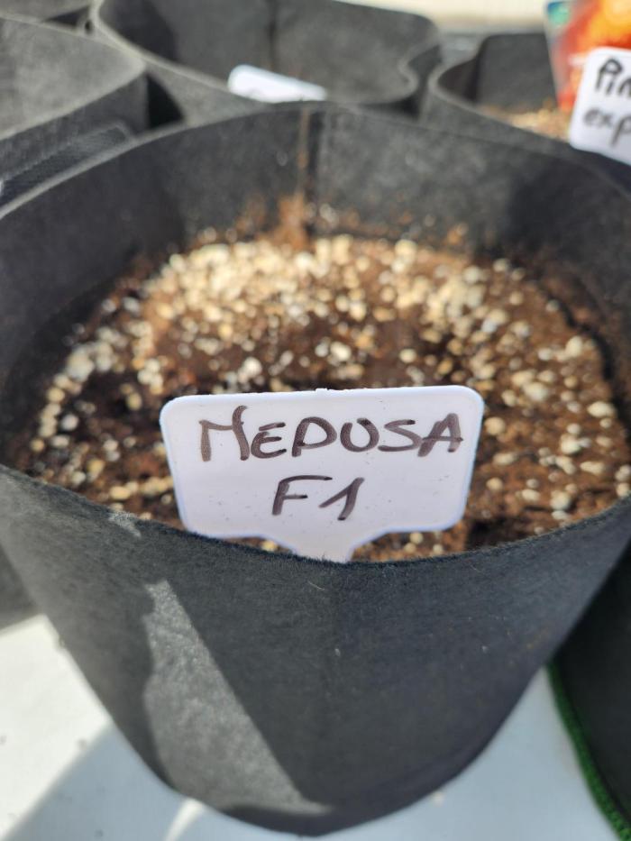 Medusa F1 auto outdoor. Week 0