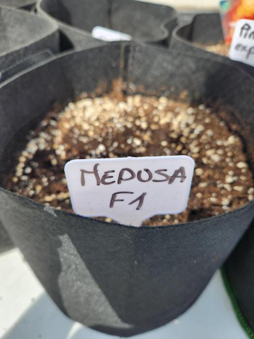 Medusa F1. Week 0