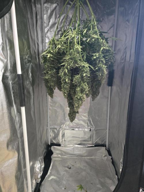Probox Basic 60. Week 7