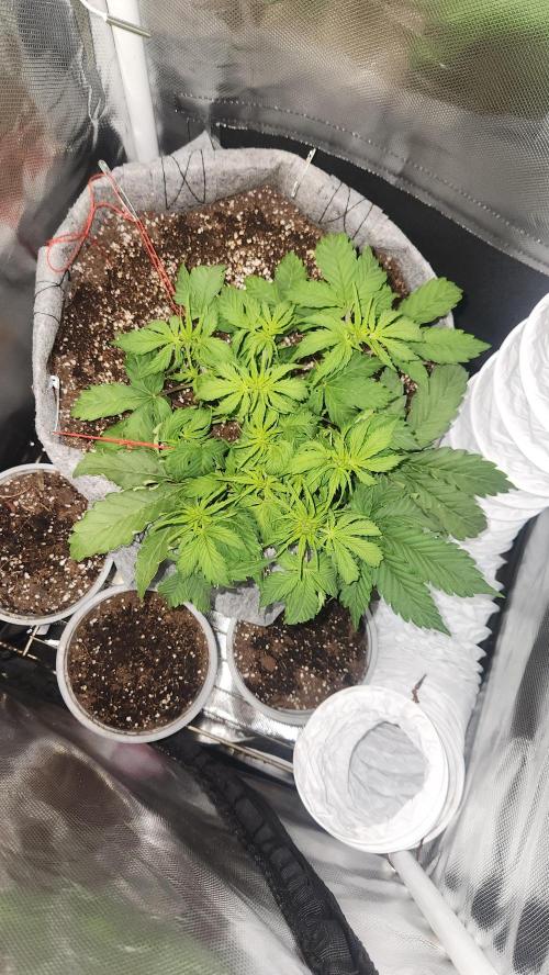 Mahtent. Week 3