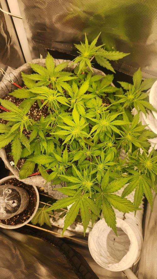 Mahtent. Week 4