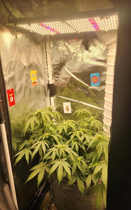 Mahtent. Week 5