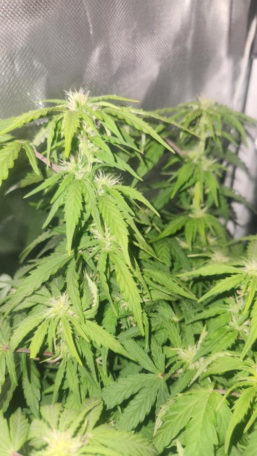Mahtent. Week 6
