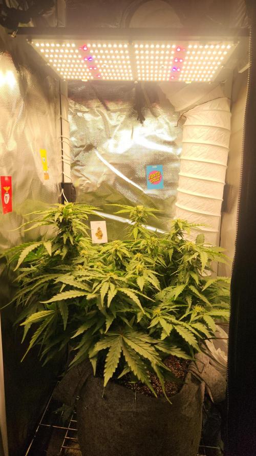 Mahtent. Week 7