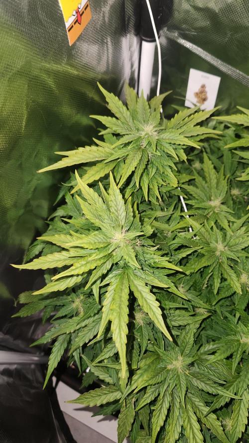 Mahtent. Week 8